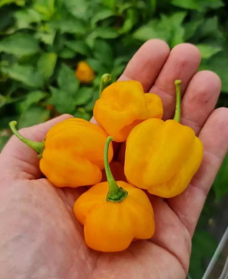 HGBO 20 Caribbean HotScotch Bonnet Moa Yellow Premium Pepper Seeds USA Seller - £6.55 GBP