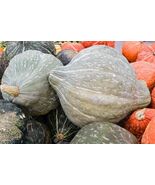 Blue Hubbard Winter Squash Seeds New England Blue Hubbard - $4.47