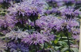 ArfanJaya Bee Balm Purple Flower Seeds - £6.55 GBP