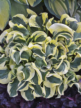 Hosta Seeds - Variegated Foliage Plant with White, Yellow &amp; Green_Tera s... - $3.99