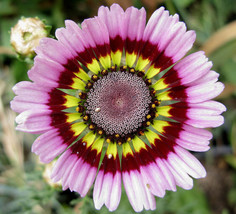 Bloomys Daisy Painted Tricolor Tri Color 240 Seeds - £8.01 GBP