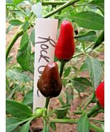Rock Corral Wild Pepper - $5.00