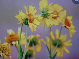 CHRYSANTHEMUM Coronarium Flower Seeds Yellow, with touch of White, Orange Blooms - £2.55 GBP
