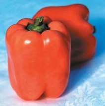 10 Pcs Valencia Sweet Pepper Seeds #MNHG - £14.66 GBP