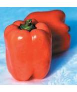 10 Pcs Valencia Sweet Pepper Seeds #MNHG - £14.03 GBP