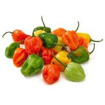 30 Organic Habanero Pepper Seedstest Pepper Heirloom Fresh Garden  From US  - £6.62 GBP