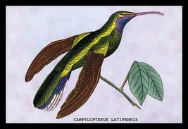 Hummingbird: Campylopterus Latipennis by Sir William Jardine - Art Print - £17.29 GBP+