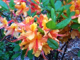AWS Tallulah Sunrise Deciduous Azalea Rhododendron Rooted Small Starter ... - $37.49