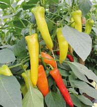 50 Seeds Hungarian Wax Pepper Sweet Banana Yellow-Red Veggies - $9.80