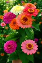 100 Scabiosa Flowered Mix Zinnia Seeds, Unique Ruffled Blooms, Pollinator - €11,11 EUR