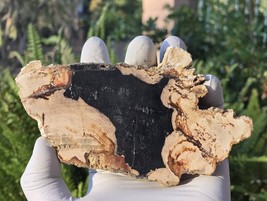 Petrified Wood Stone Decorative Crystal Slice (M17) - $460.83 MXN