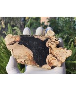 Petrified Wood Stone Decorative Crystal Slice (M17) - $460.83 MXN