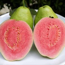 Fast Ship USA Seller 20Pcs Seeds Lemon Guava Fruit Tree Seeds Psidium Guajava - $9.90