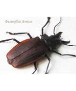 Rare Longhorn Beetle Macrodontia Crenata Real Framed Entomology Shadowbox - €246,35 EUR