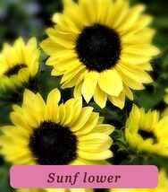 6023 sunflower pop thumb200