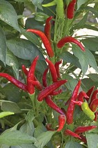 G_S Thai Hot Pepper Seeds - £6.75 GBP