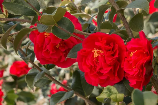 Kramers Supreme Camellia Japonica Live Starter Plant Deep Crimson Red Ga... - $45.98