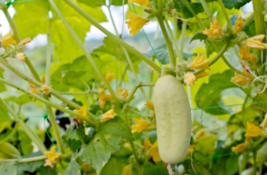 20 Pc Seeds White Cucumber Plant, Cucumber Vegetable Seeds for Planting | RK - £15.20 GBP