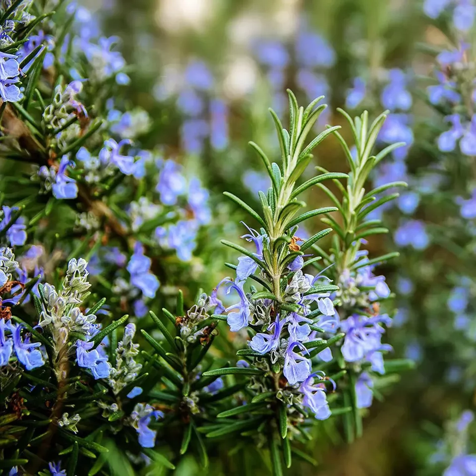 25 Seeds Rosemary Fast Shipping - $9.60