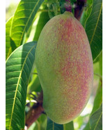 1 Seed Valencia Pride Mango Easy To Grow Fresh Fruit Planting Garden - $8.89