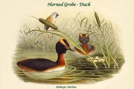 Podiceps Aurttus - Horned Grebe - Duck by John Gould - Art Print - £16.80 GBP+