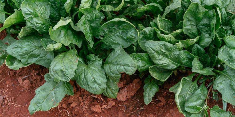 Spinach organic heirloom 100 seeds- code 063 Item image 5