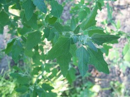 Sell Store 200 Seeds Lambs Quarters Chenopodium Album From US - $8.87