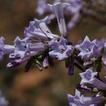 California Yerba Santa Seeds Eriodictyon Californicum USA SELLER - £9.13 GBP