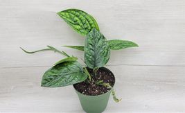 Live houseplant Monstera Peru ,Rare Monstera Karstenianum in 4&quot; pot - £30.35 GBP