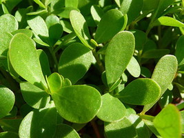 5000 Green Purslane Seeds Herb Portulaca Oleracea Non Gmo Always - $7.99