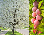 Sale 5 Seeds American Plum Prunus Americana Red Purple Fruit  White Flow... - $9.90