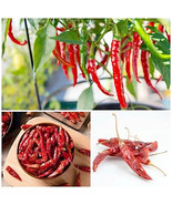 LKS Curd Chili Pepper Seeds 20 Organic Extremely Indian Cuisine Home Garden - $17.30 CAD