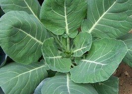 Fresh Garden 50+ Collard Green Vates Seeds NON-GMO Heirloom - £7.02 GBP