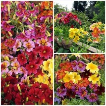 300+Painted Tongue Mix Seeds Cut Flowers Sun Shade From US - £7.40 GBP