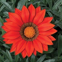 Gazania Ground Cover Plant Frosty Red Flower Seeds 25 Seeds USA Fast Shi... - £13.40 GBP