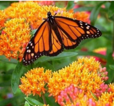  Sementes Flower 20 Attractive Butterfly Milkweed Asclepias Tuberosa Seeds - £5.23 GBP