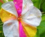 Rainbow Mirabilis Jalapa Flower 40 Seeds  Four O&#39;Clock  Marvel Of Peru F... - £5.16 GBP