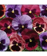 Pansy Seeds Pansy Matrix Coastal Sunrise Mix 25 Seeds Butterfly Garden U... - $343.47 MXN