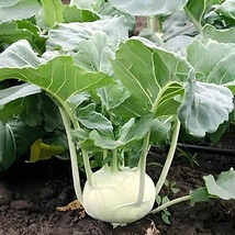 1000 White Vienna Kohlrabi Seeds - $8.98