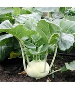 1000 White Vienna Kohlrabi Seeds - $8.98