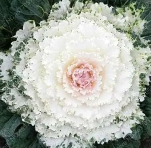 fresh Kale Mixed Flowering Ornamental Cabbage Potted Plant Non GMO Vegetable