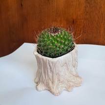 Cactus Planter, Tree Stump Plant Pot with Live Plant, Mammillaria succulent