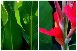 Robert Kemp Canna Lily Live Plant Rhizome - Home Garden - $71.99