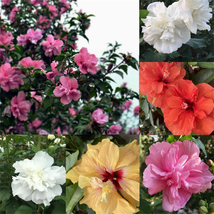 Garden Plant Seed Flower Seed Hibiscus Syriacus Seeds 100+ Mixed Colors Rose of  - $10.83