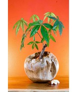 Teak Root Wood Planter Planting Bowl Decor Furniture Living Flowerpot Bo... - €127,46 EUR