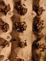 50 Lotto Mix Porcellionides Pruinosus Isopods. Free Shipping. - $37.39