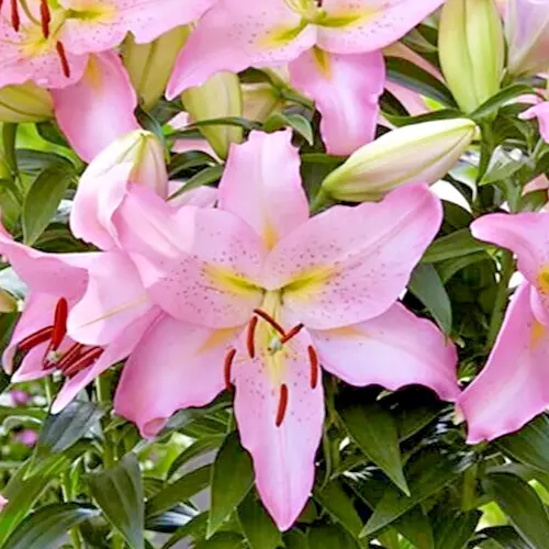 Lilium PINK SMART ROMANCE ORIENTAL LILY 1 Live Flower Bulb Large Fragrant - $571.09 MXN