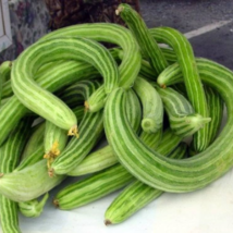 Cucumber Armenia Vegetable - 50 Seeds - $6.00