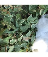 Variegated English Ivy, or Hedera helix, This can be Grown Indoors or Ou... - $10.63 CAD+