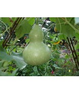 USA Birdhouse Gourd Hard Shelled Gourd Lagenaria Siceraria Vine 20 Seeds - £8.77 GBP